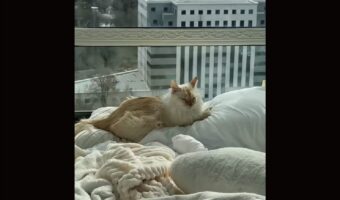 ここはあるネコのための王国！？ラグジュアリーな部屋の窓辺でネコがひなたぼっこ【アメリカ・動画】