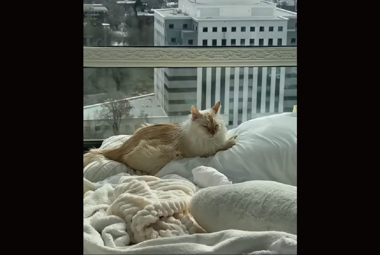 ここはあるネコのための王国!?ラグジュアリーな部屋の窓辺でネコがひなたぼっこ【アメリカ・動画】