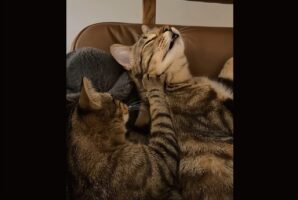 コネコネモミモミ・・。ネコが寝ているネコをマッサージ！！