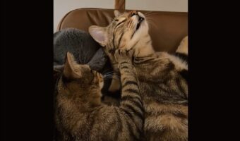 コネコネモミモミ・・。ネコが寝ているネコをマッサージ！！