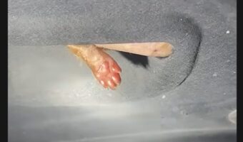 バンパーの下から小さなおててが！車に入り込んでしまった子猫を救出すると・・そこには5匹の子猫が！【海外・動画】