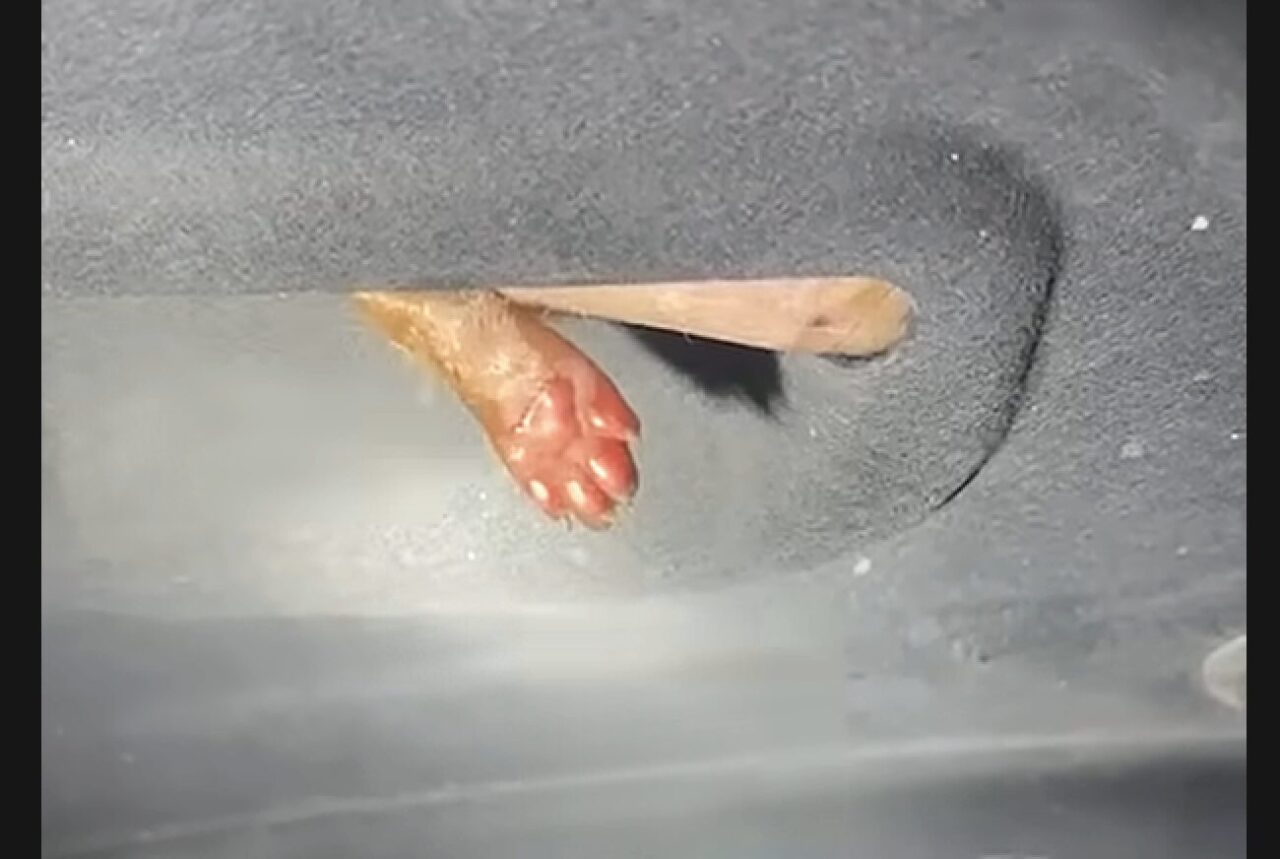 バンパーの下から小さなおててが！車に入り込んでしまった子猫を救出すると・・そこには5匹の子猫が！【海外・動画】