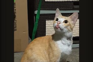 周囲をキョロキョロ！あたりを見回すネコですが・・、舌をしまい忘れているよ！！【海外・動画】