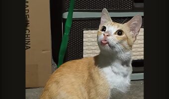 周囲をキョロキョロ！あたりを見回すネコですが・・、舌をしまい忘れているよ！！【海外・動画】