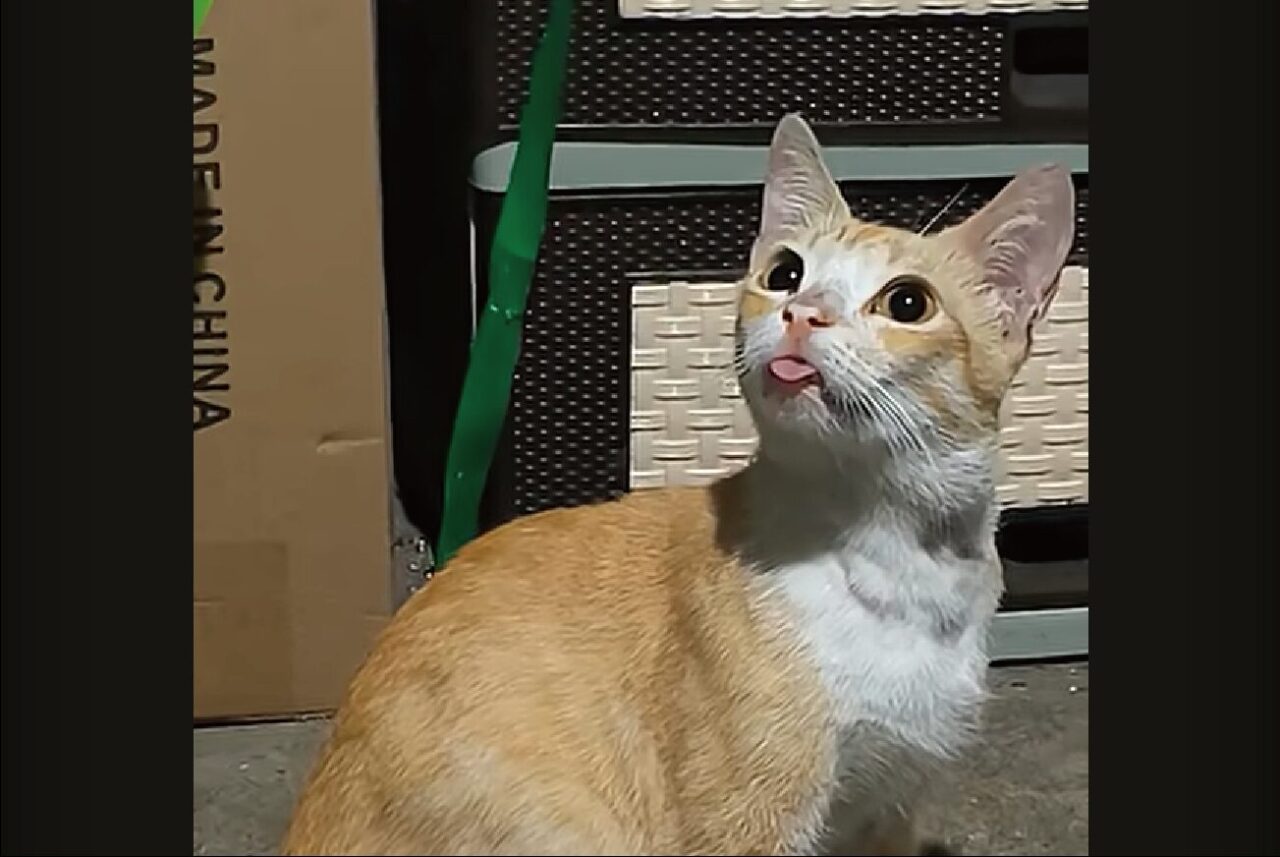 周囲をキョロキョロ！あたりを見回すネコですが・・、舌をしまい忘れているよ！！【海外・動画】