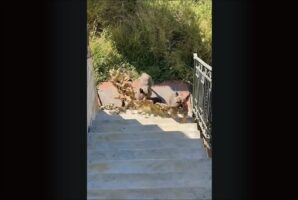 いいモノ見つけた！愛犬たちが長い木の枝をくわえて階段をのぼって来る！！【海外・動画】