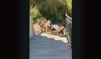 いいモノ見つけた！愛犬たちが長い木の枝をくわえて階段をのぼって来る！！【海外・動画】