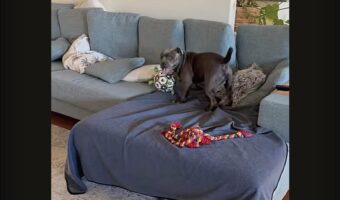 ボールをくわえてグルグル！ブル・テリアのスピンが止まらない！！【海外・動画】