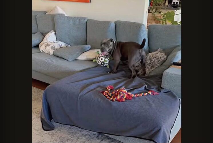 ボールをくわえてグルグル！ブル・テリアのスピンが止まらない！！【海外・動画】