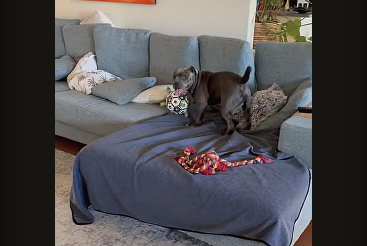 ボールをくわえてグルグル！ブル・テリアのスピンが止まらない！！【海外・動画】