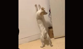 あと少しなのに・・！壁におててを伸ばしたイヌは自分のしっぽをくわえたい！！【海外・動画】