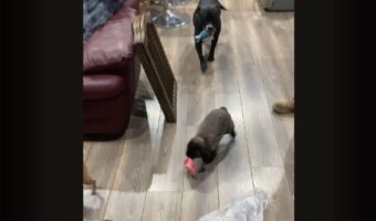 お家の中を歩き回る愛犬たち。その中に混じって・・ウサギもぴょこぴょこ！【アメリカ・動画】