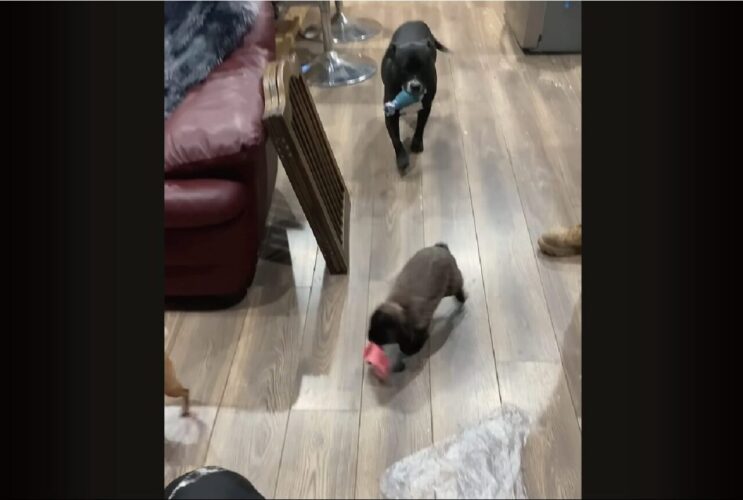 お家の中を歩き回る愛犬たち。その中に混じって・・ウサギもぴょこぴょこ！【アメリカ・動画】