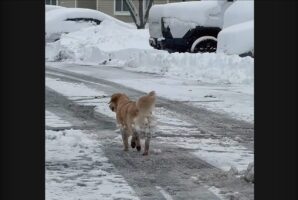 雪遊びをいっぱい楽しんだんだね～！ゴキゲンな足取りのイヌが雪玉を体にたくさんつけている！！【アメリカ・動画】