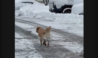 雪遊びをいっぱい楽しんだんだね～！ゴキゲンな足取りのイヌが雪玉を体にたくさんつけている！！【アメリカ・動画】