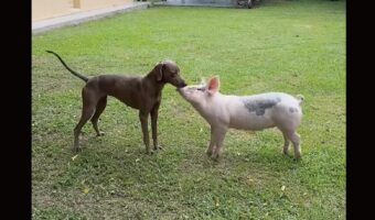 顔を寄せ合ったり、おいかけっこをしてみたり・・。子犬とミニブタの仲良しな姿にほっこり！！【海外・動画】
