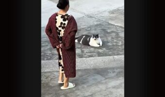 どっこいしょ。ごろりと寝転がる大きなネコが・・ママさんに抱きかかえられて運ばれていく～【海外・動画】