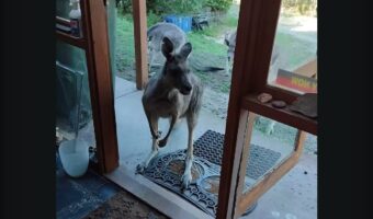 長年顔見知りのお客さん。やって来たのは家族を連れた野生のカンガルー！？【海外・動画】