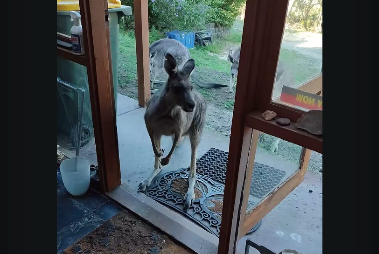 長年顔見知りのお客さん。やって来たのは家族を連れた野生のカンガルー！？【海外・動画】