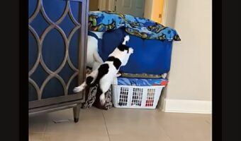 大失敗！クッションの上に飛び乗ろうとしたネコにハプニング！！【アメリカ・動画】