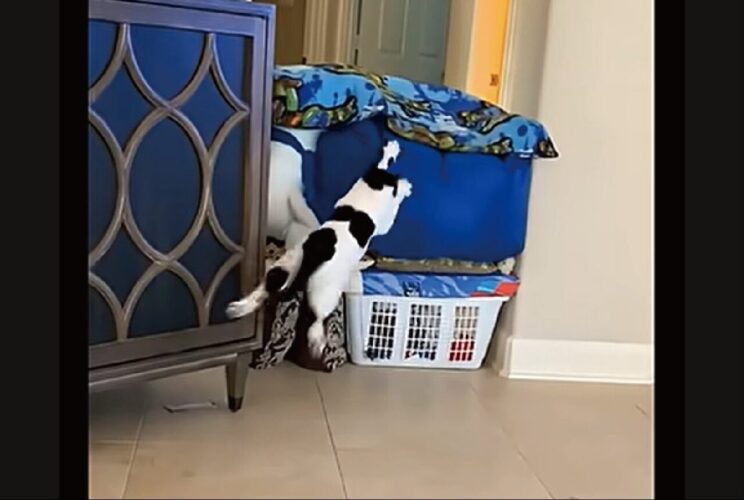 大失敗！クッションの上に飛び乗ろうとしたネコにハプニング！！【アメリカ・動画】