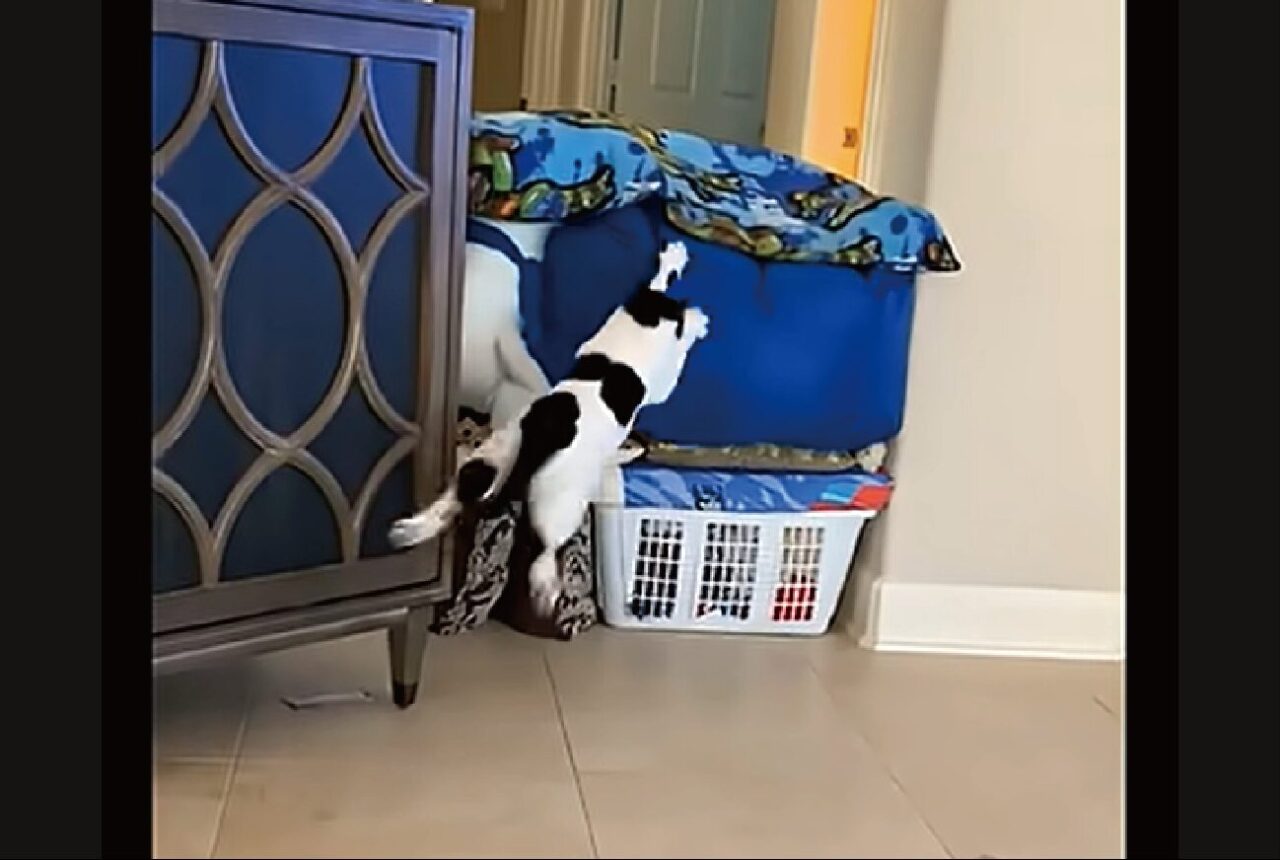 大失敗！クッションの上に飛び乗ろうとしたネコにハプニング！！【アメリカ・動画】