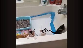 子猫たちをバスタブに借り暮らししてもらったら・・。ツルツルの浴槽を登ろうと奮闘するみんなの姿がかわいすぎる！！【アメリカ・動画】