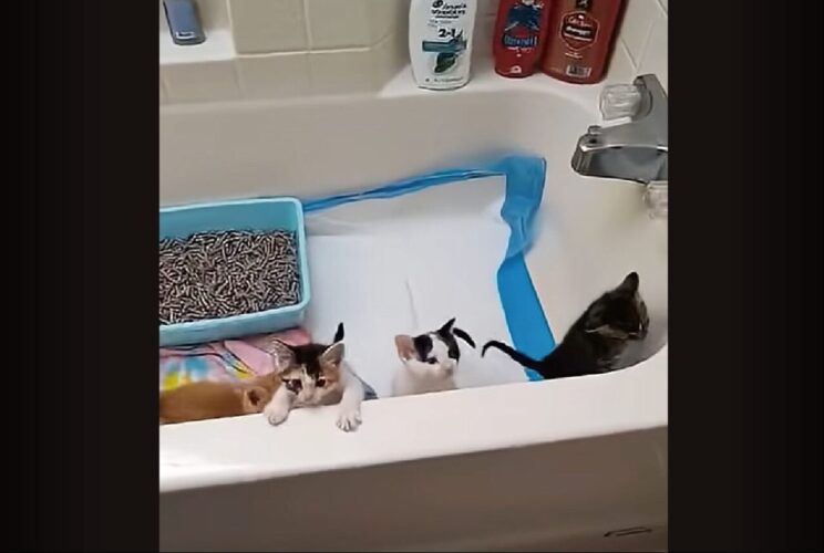 子猫たちをバスタブに借り暮らししてもらったら・・。ツルツルの浴槽を登ろうと奮闘するみんなの姿がかわいすぎる！！【アメリカ・動画】