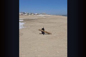 大物ゲット！ピットブルが砂浜で発見してくわえてきたのは・・、木の枝ではなく木材！？【アメリカ・動画】