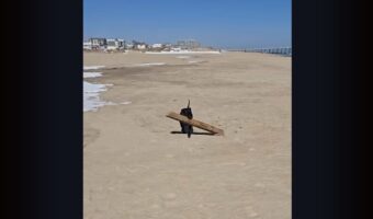大物ゲット！ピットブルが砂浜で発見してくわえてきたのは・・、木の枝ではなく木材！？【アメリカ・動画】