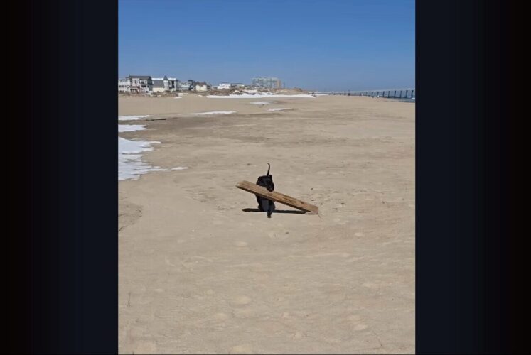 大物ゲット！ピットブルが砂浜で発見してくわえてきたのは・・、木の枝ではなく木材！？【アメリカ・動画】