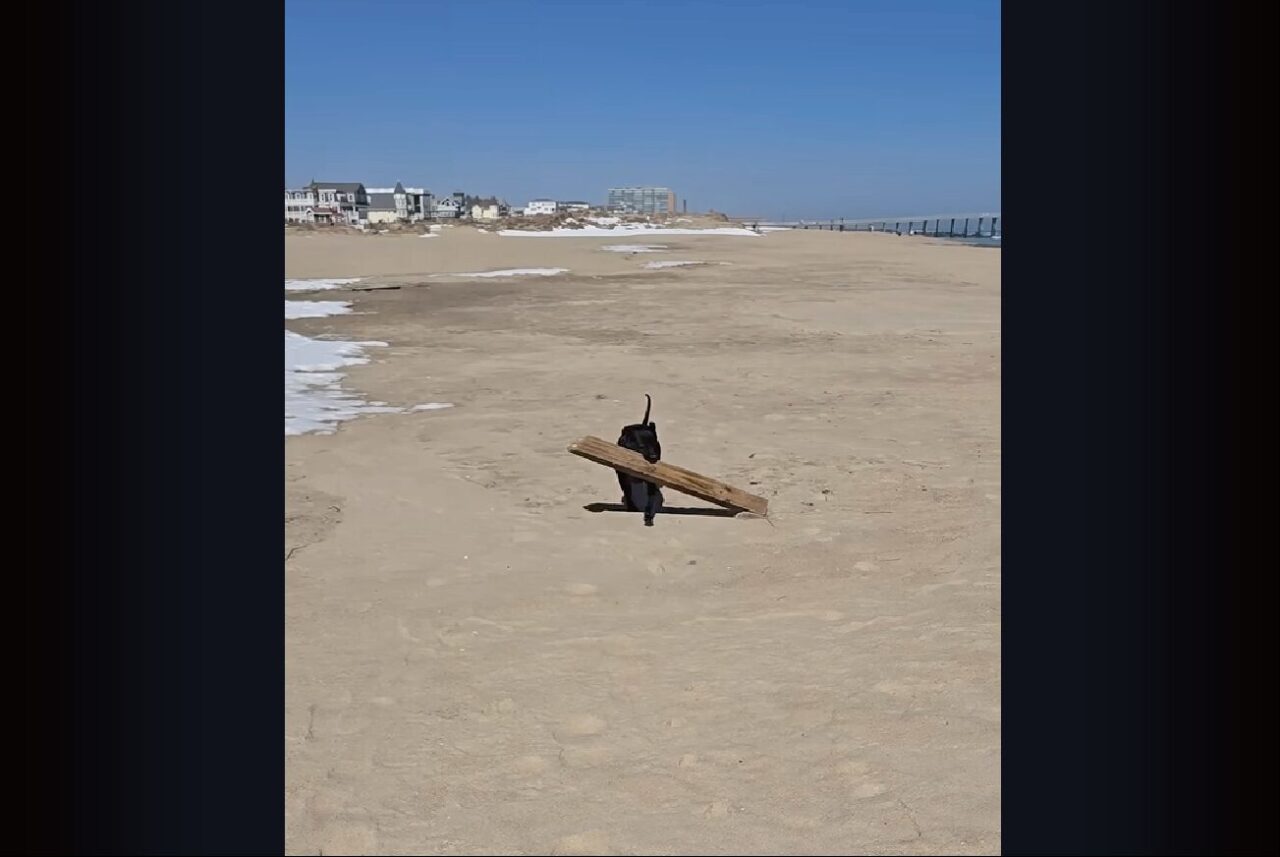 大物ゲット!ピットブルが砂浜で発見してくわえてきたのは・・、木の枝ではなく木材!?【アメリカ・動画】