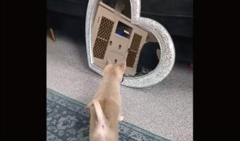 初めて見た自分の姿にビックリ！？子犬が鏡に写る自分に、絶妙な距離を取りながら吠える！【海外・動画】