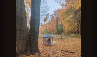雨が降っても・・。グレート・ピレニーズは雨宿りに大成功！！【海外・動画】