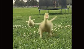 名前を呼ばれたヒナたちが・・。トコトコとダッシュで向かって来るのがかわいすぎる！！【アメリカ・動画】