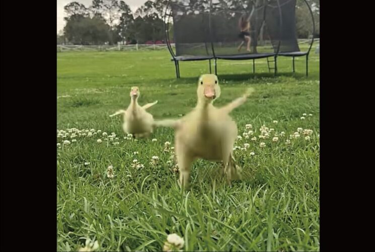 名前を呼ばれたヒナたちが・・。トコトコとダッシュで向かって来るのがかわいすぎる！！【アメリカ・動画】