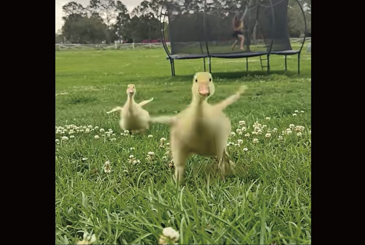 名前を呼ばれたヒナたちが・・。トコトコとダッシュで向かって来るのがかわいすぎる！！【アメリカ・動画】