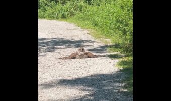 トレイルの先にいたのは・・。フクロウが日光浴中！？【アメリカ・動画】