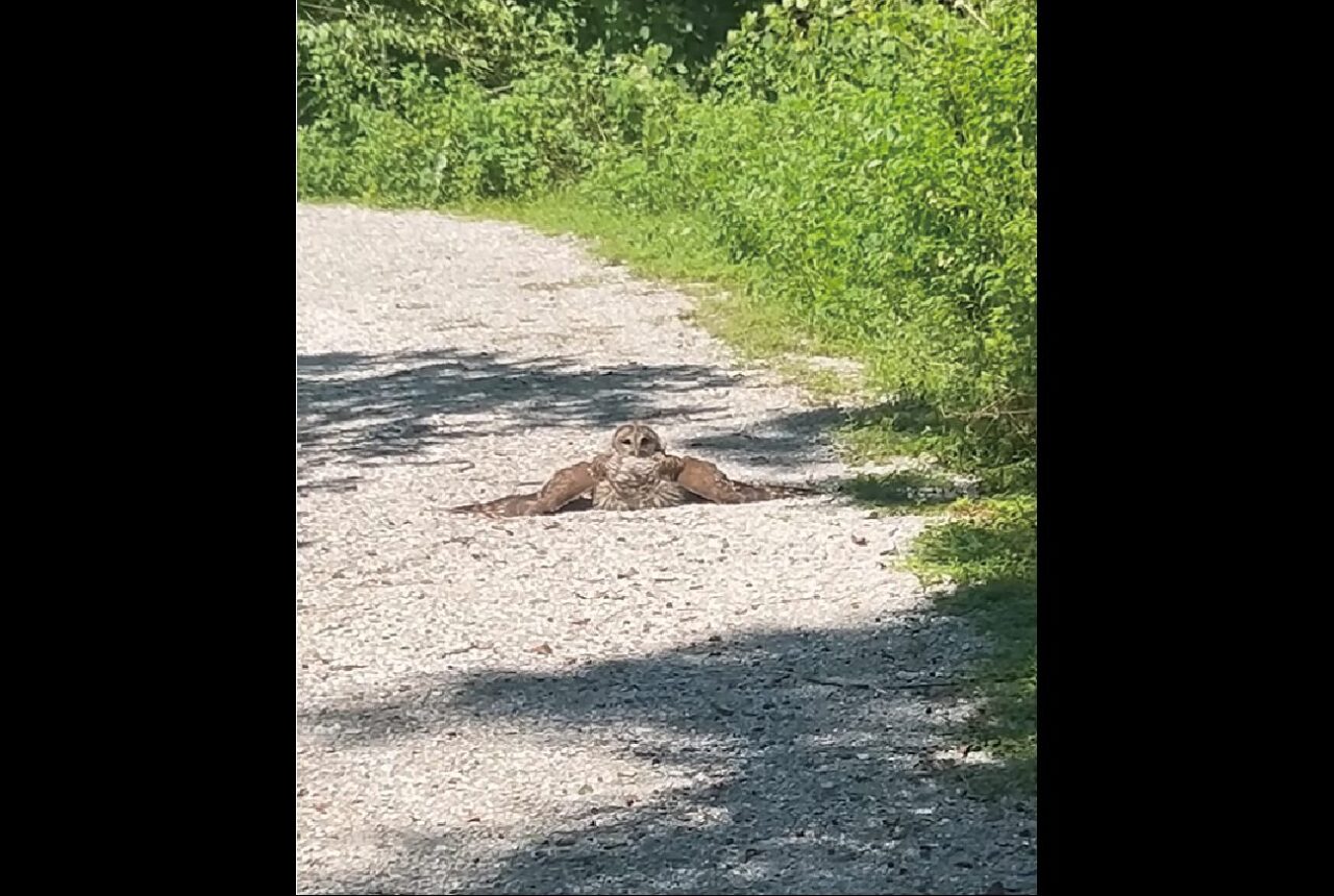 トレイルの先にいたのは・・。フクロウが日光浴中!?【アメリカ・動画】