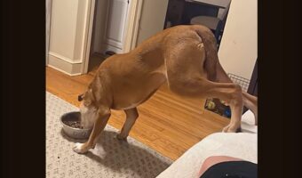 クセの強い愛犬の食事風景。食べづらそうだけど・・ソファを譲りたくない？【アメリカ・動画】