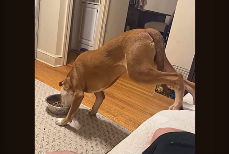 クセの強い愛犬の食事風景。食べづらそうだけど・・ソファを譲りたくない？【アメリカ・動画】
