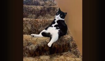 お気に入りスポットを陣取るネコ。どどんっと座るのは地下室への階段！！【アメリカ・動画】