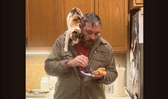 一口ちょ～だい！パパさんが食べるステーキを狙って、ネコが大立ち回り！！【アメリカ・動画】