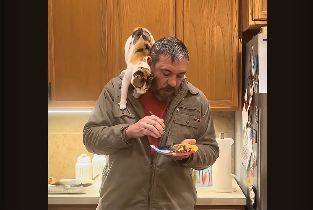 一口ちょ～だい！パパさんが食べるステーキを狙って、ネコが大立ち回り！！【アメリカ・動画】