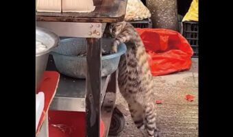 ごちそう発見！ネコが店先で見つけたのは・・魚の干物！【海外・動画】