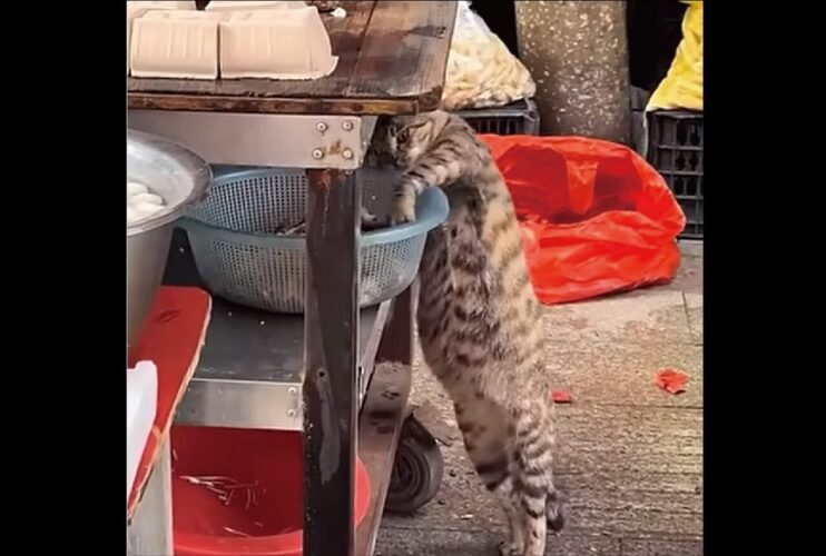 ごちそう発見！ネコが店先で見つけたのは・・魚の干物！【海外・動画】