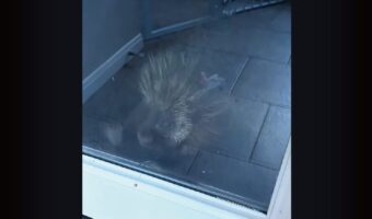 窓をカシャカシャ。「お家に入れて～！」とばかりにアピールするのは・・野生のヤマアラシ！？【アメリカ・動画】