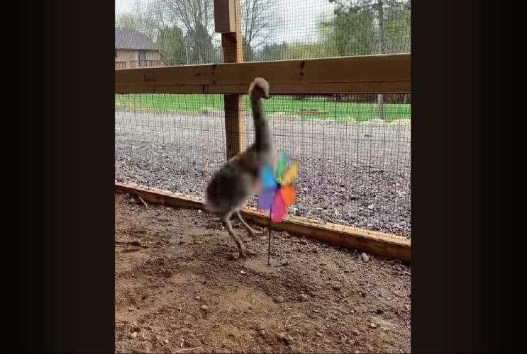 カラフルな風車を見つめるエミューのヒナが・・。くるくる回る風車に向けて驚きの行動に！！【アメリカ・動画】