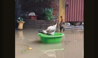 バケツのいかだに乗ったメンドリ。流されているけど・・救助を待っているの？【海外・動画】