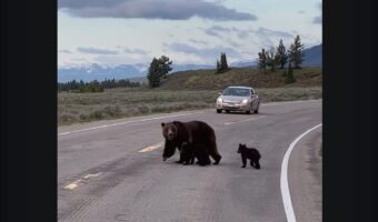 前を行くのは・・クマの親子だ！！グランドティトン国立公園で道路を悠然と進む家族に出会った！！【アメリカ・動画】